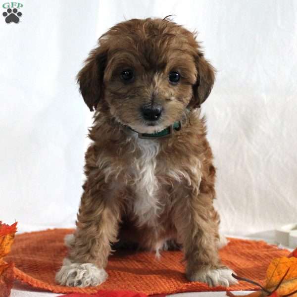 Dusty, Yorkie Poo Puppy